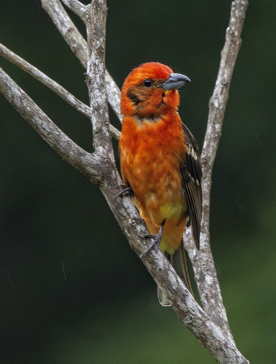 Flame-colored Tanager - Kermit  Nourse