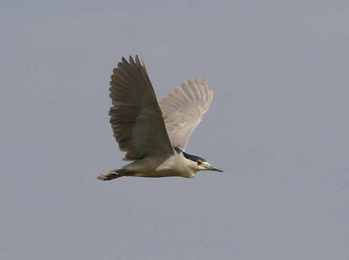 Black-crowned Night Heron - Bill Maynard
