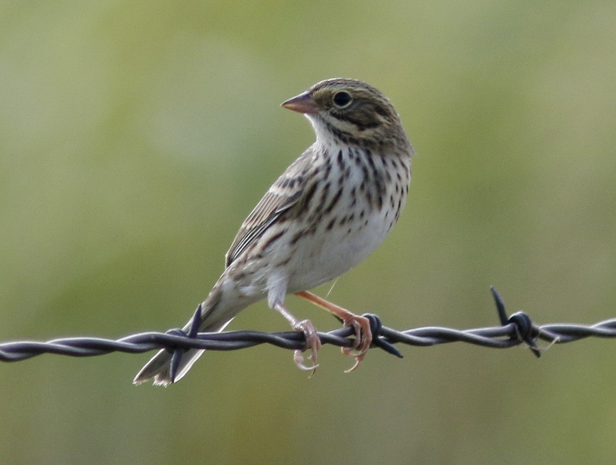 Vesper Sparrow - Bill Maynard