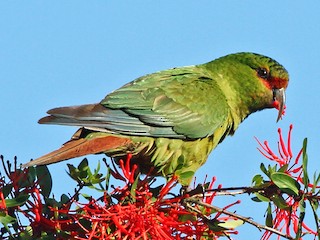  - Slender-billed Parakeet