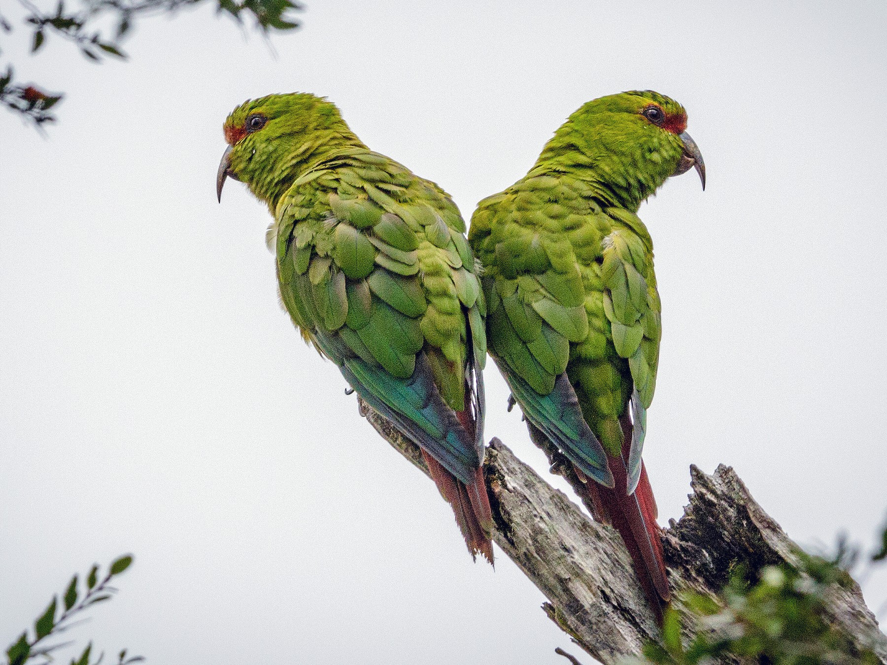 Slender-billed Parakeet - Pio Marshall