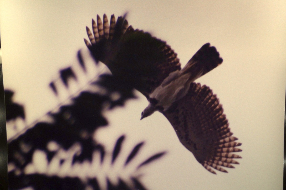 Harpy Eagle - Al Guarente