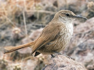  - Straight-billed Earthcreeper