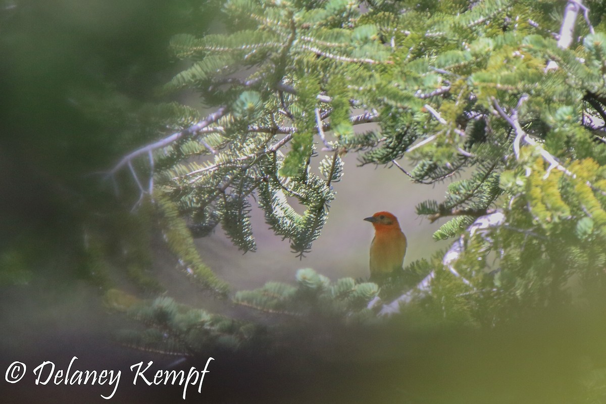 Flame-colored Tanager - Delaney Kempf