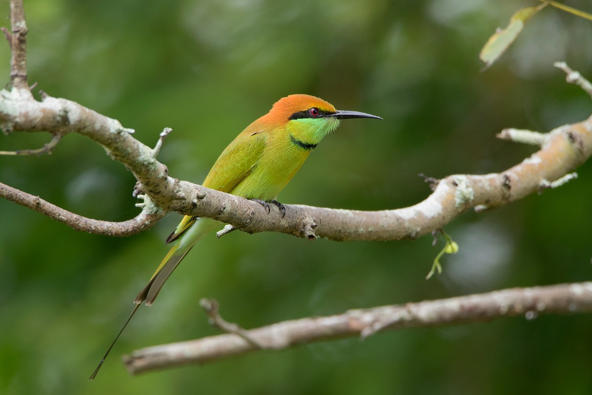 Asian Green Bee-eater - Ayuwat Jearwattanakanok