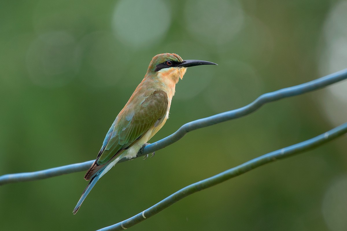 Blue-tailed Bee-eater - Ayuwat Jearwattanakanok