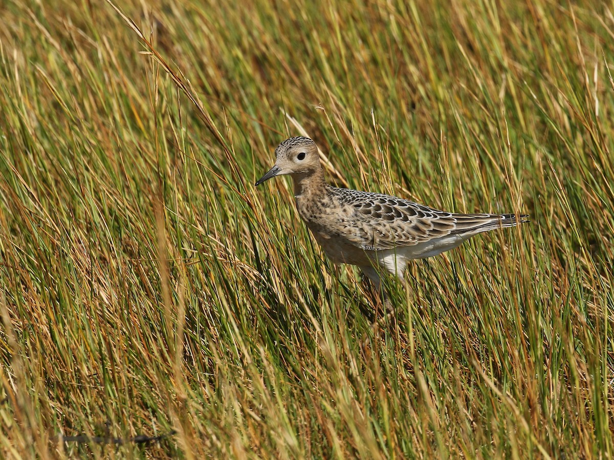 New Hampshire eBird Checklist - 6 Sep 2018 - Plaice Cove, Hampton - 1