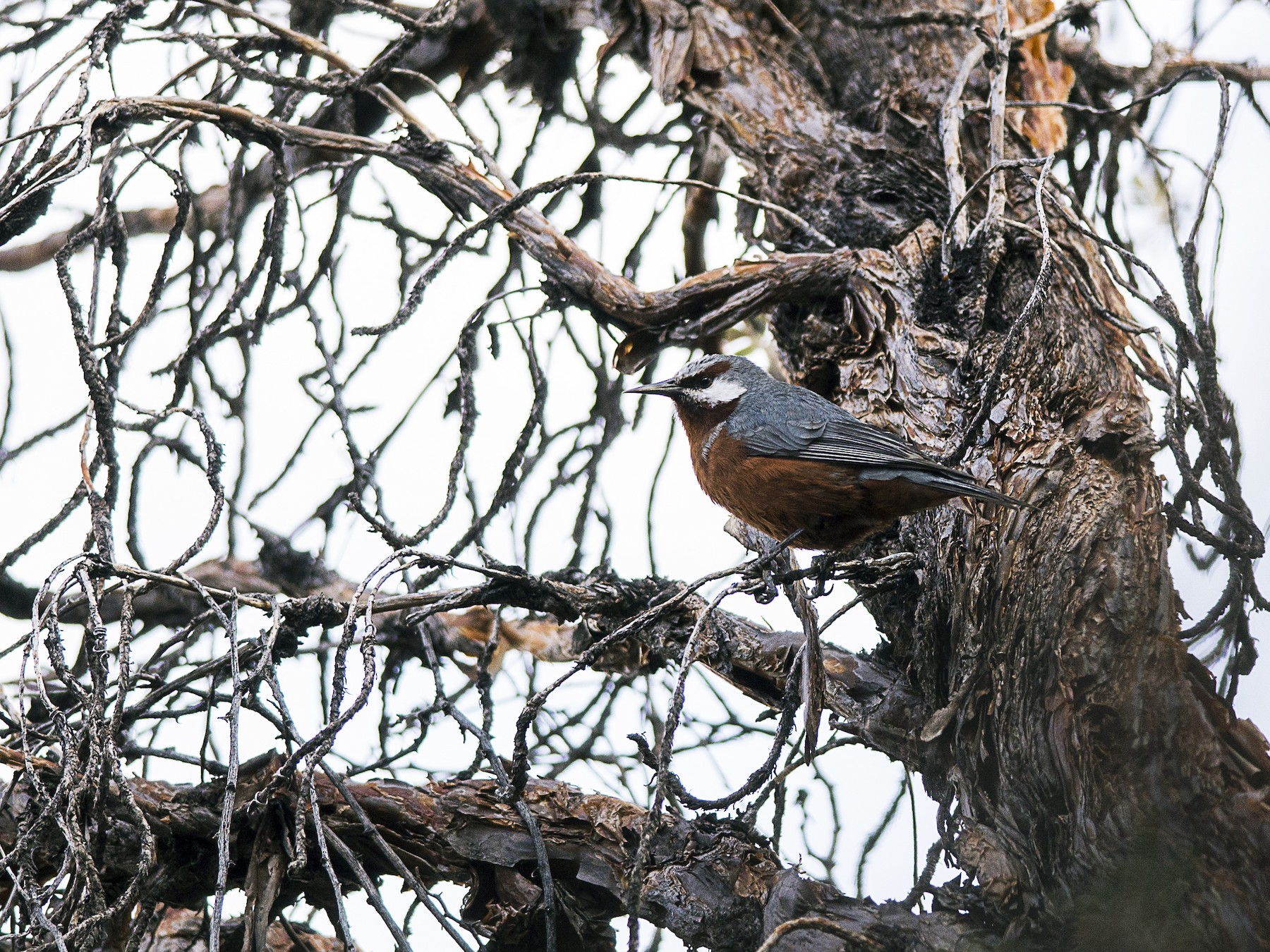 Giant Conebill - Eduardo Navarro