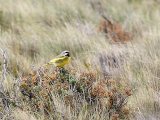  - White-bridled Finch