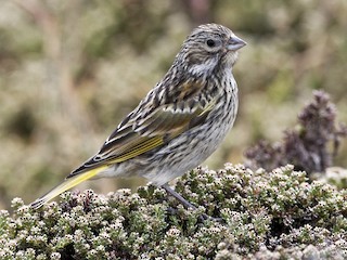  - White-bridled Finch