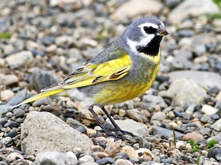  - White-bridled Finch