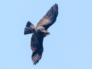  - White-throated Hawk