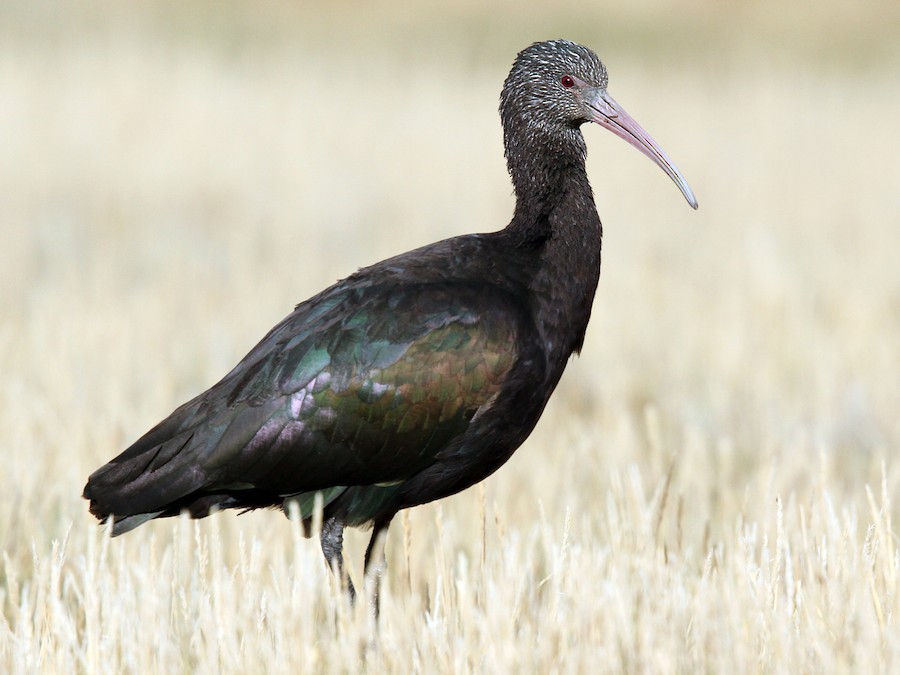Ibis de Ridgway - eBird