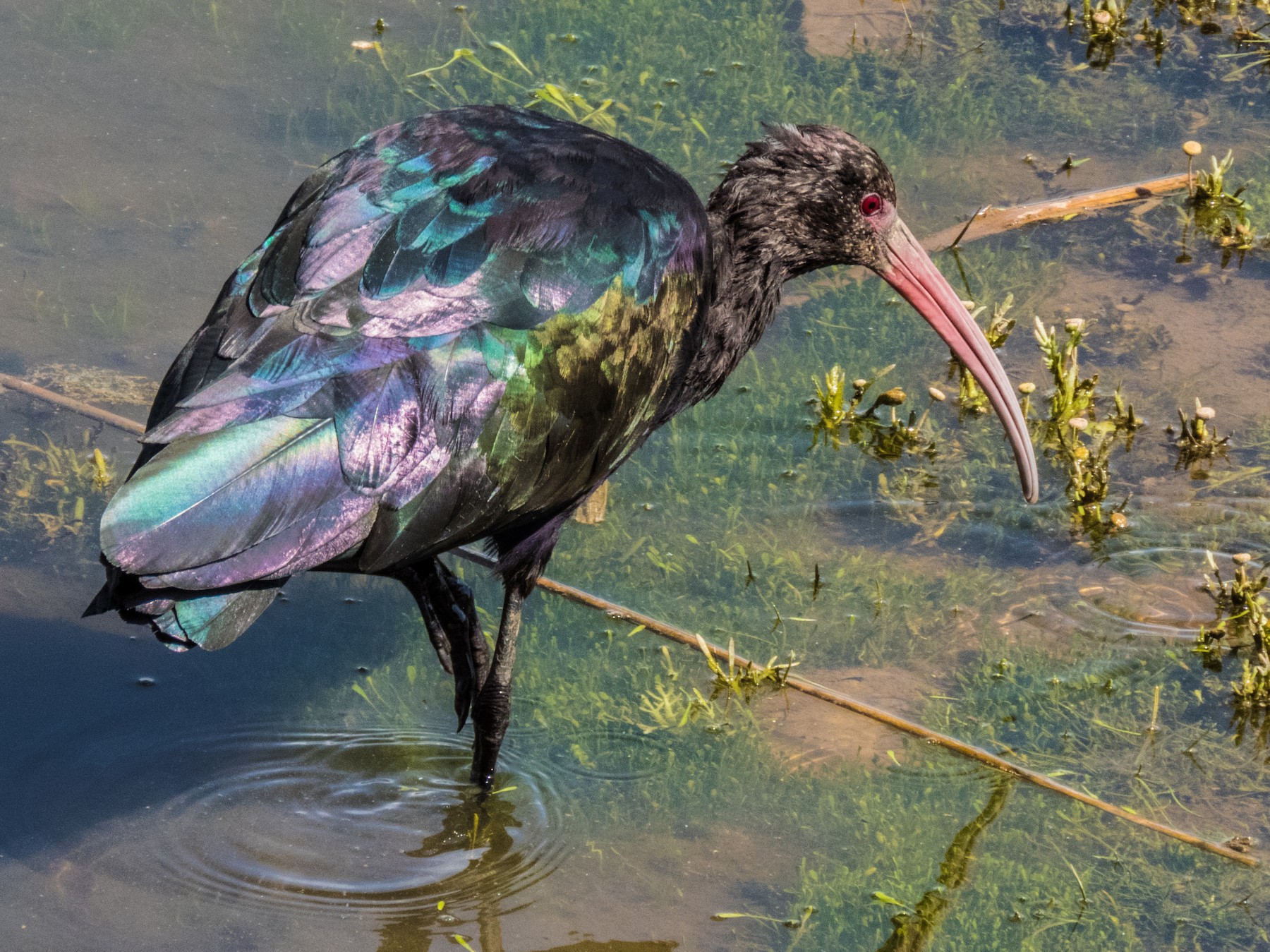 Puna Ibis - eBird