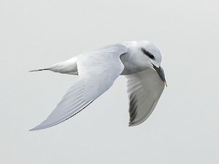  - Snowy-crowned Tern