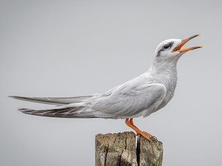  - Snowy-crowned Tern
