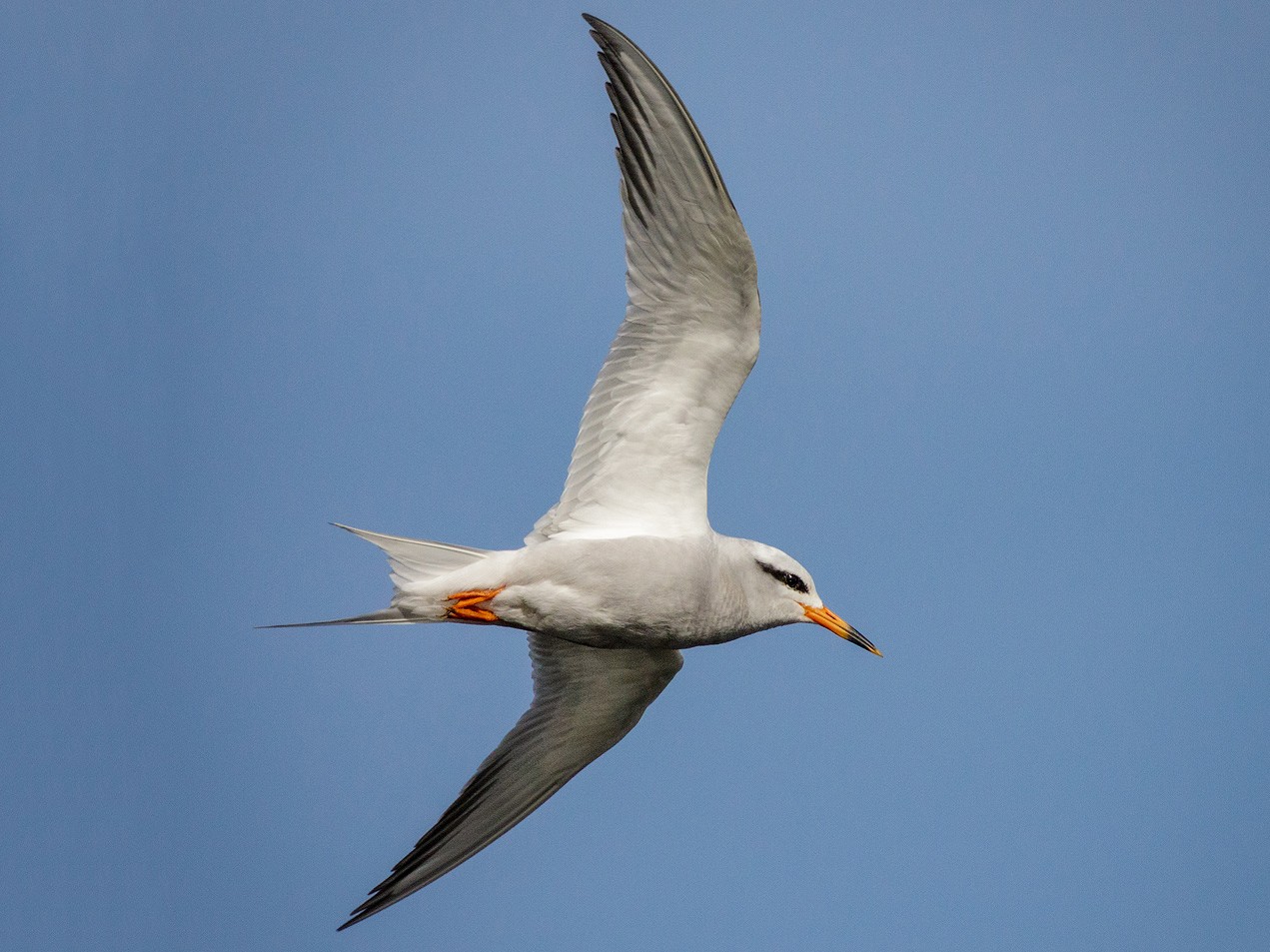 Snowy-crowned Tern - Pio Marshall