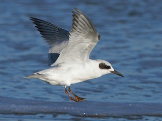  - Snowy-crowned Tern