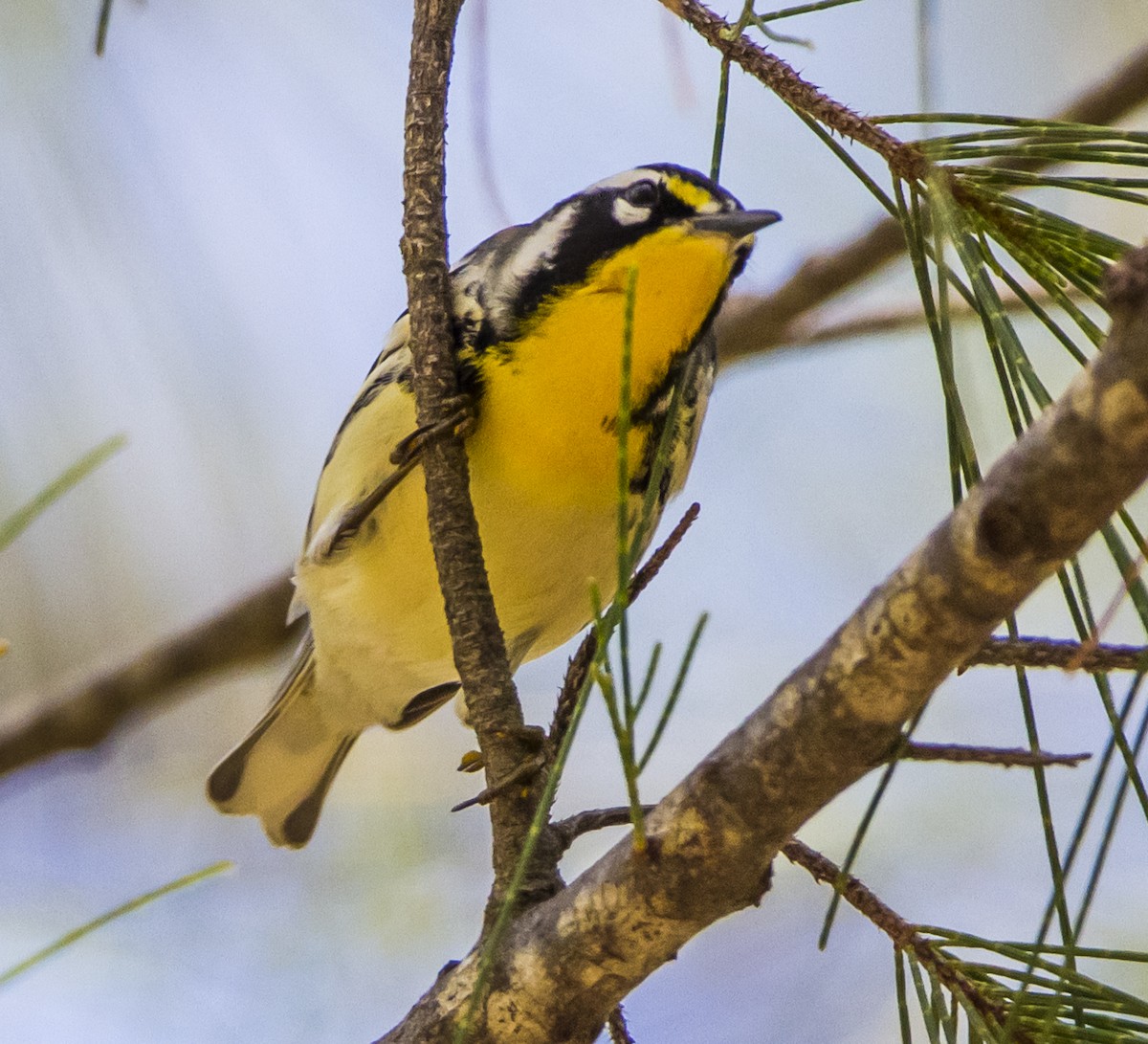 Yellow-throated Warbler - Janet Loveland