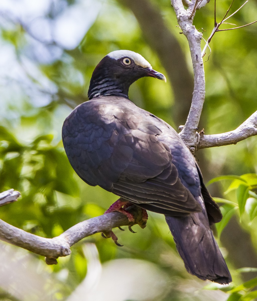 White-crowned Pigeon - Janet Loveland