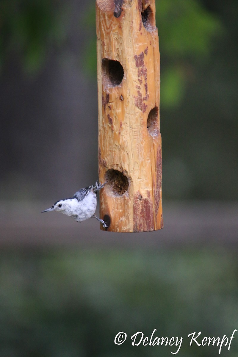 White-breasted Nuthatch (Interior West) - Delaney Kempf
