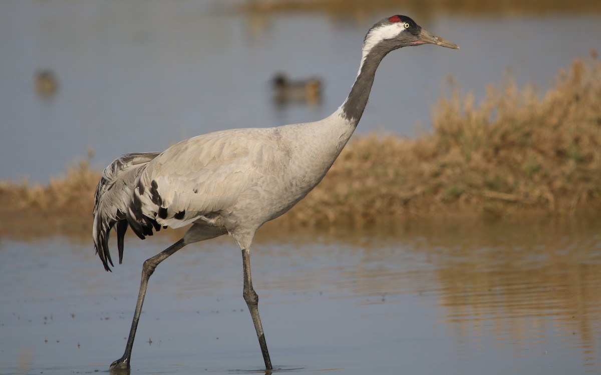 Common Crane - Bhaarat Vyas