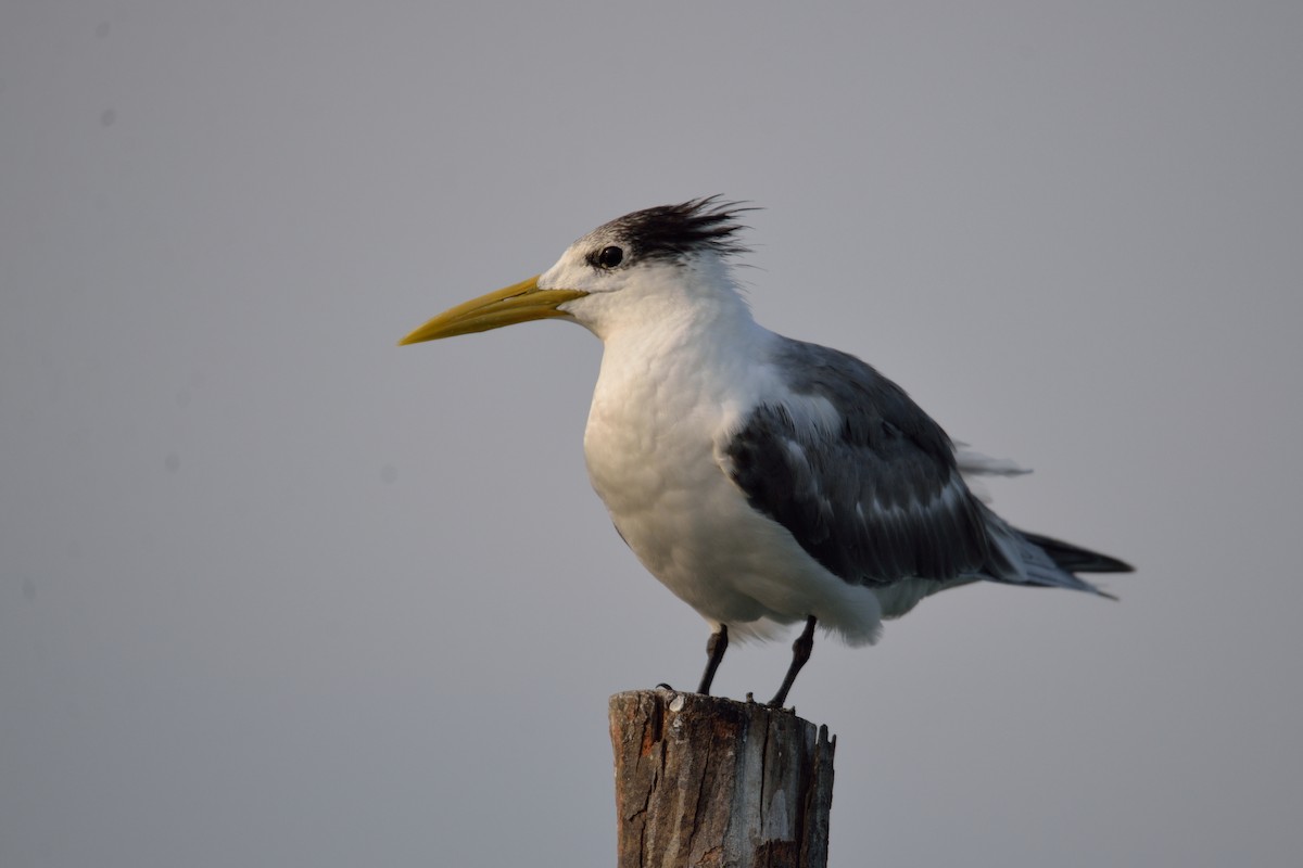 Great Crested Tern - ML113809541