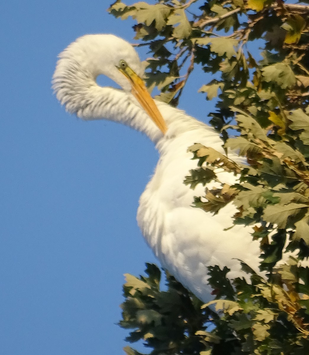 Great Egret - Richard and Janice Drummond