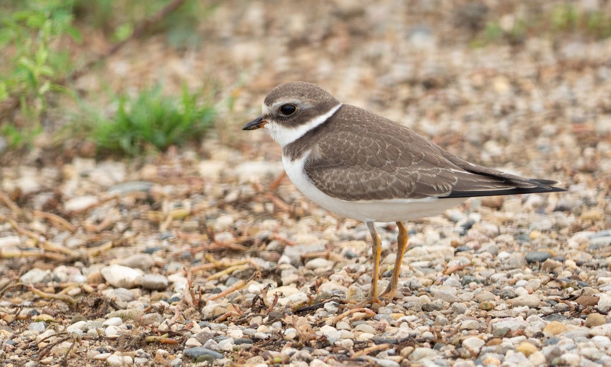 Semipalmated Plover - ML113810721