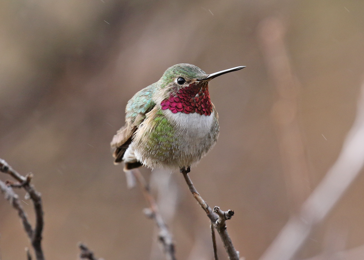 Broad-tailed Hummingbird - ML113810841
