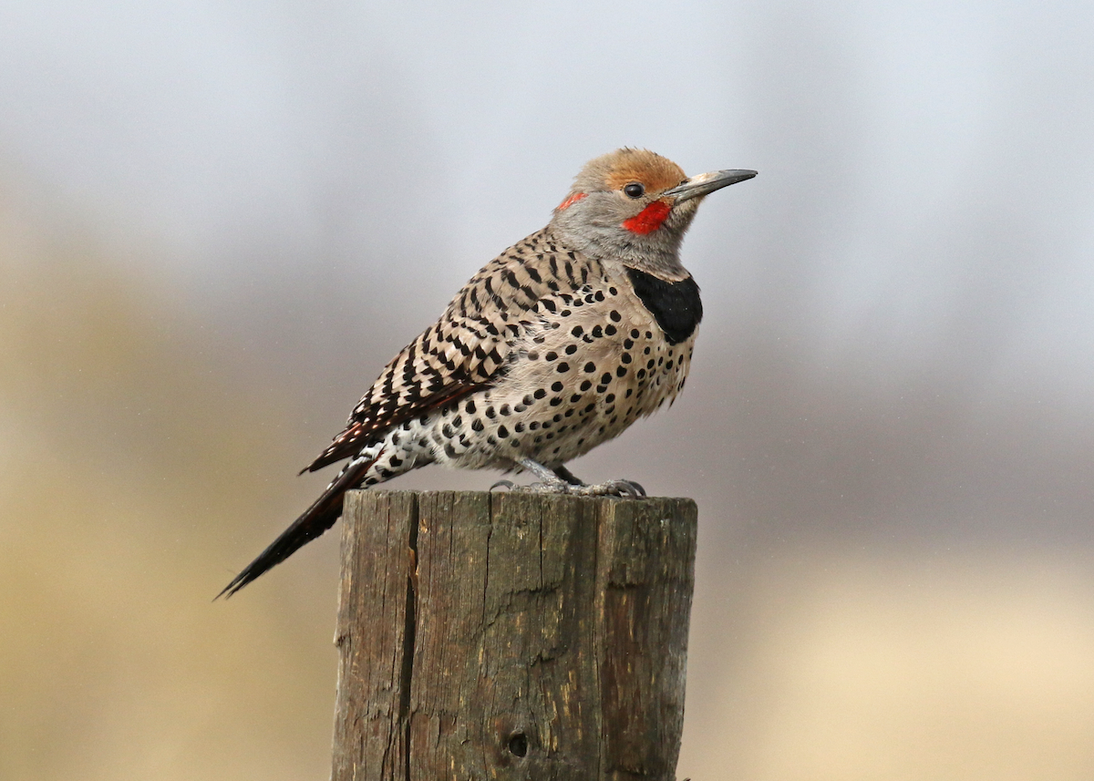 Northern Flicker (Yellow-shafted x Red-shafted) - Alan Versaw