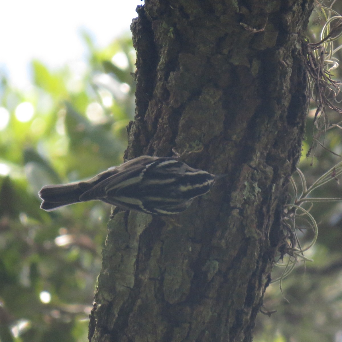 Black-and-white Warbler - ML113811651