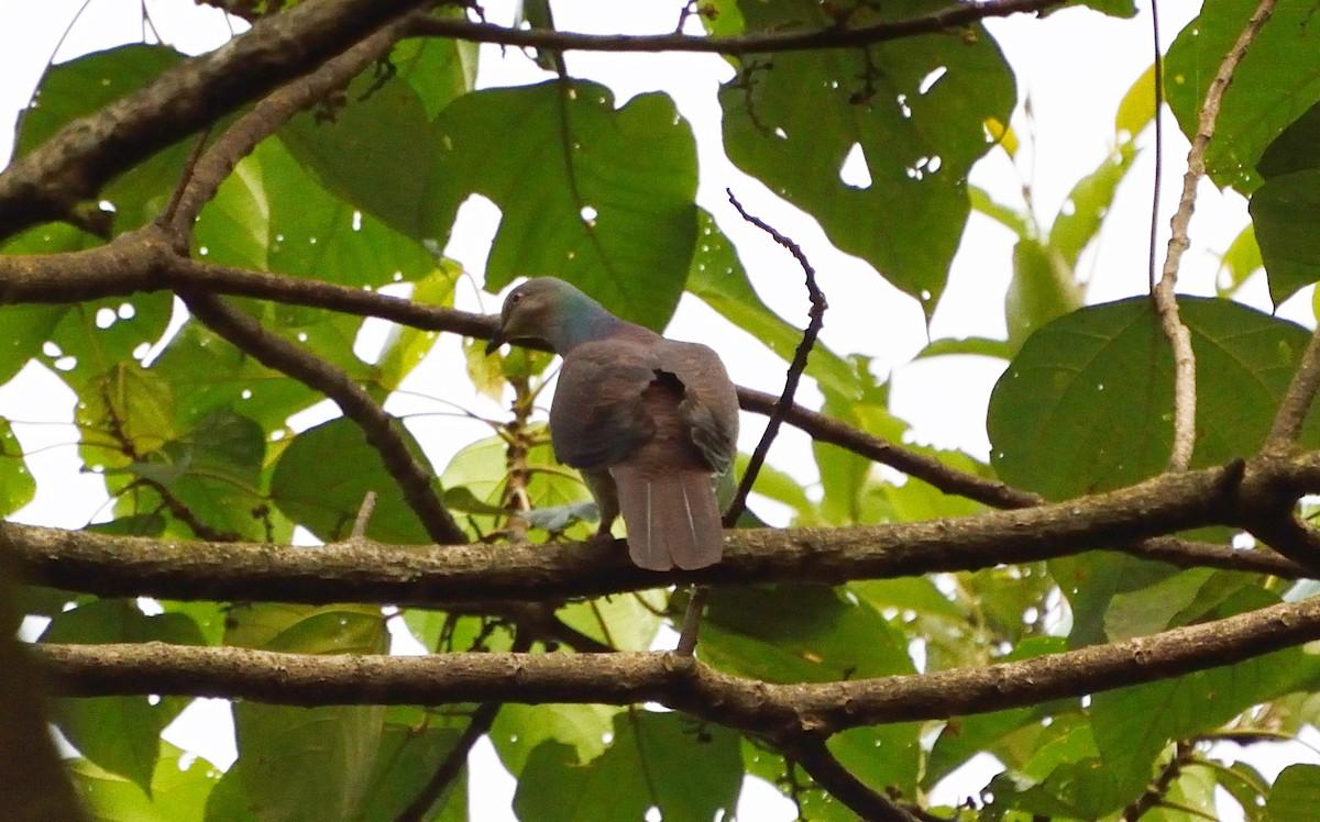 Barred Cuckoo-Dove - samarendra Chowdhury
