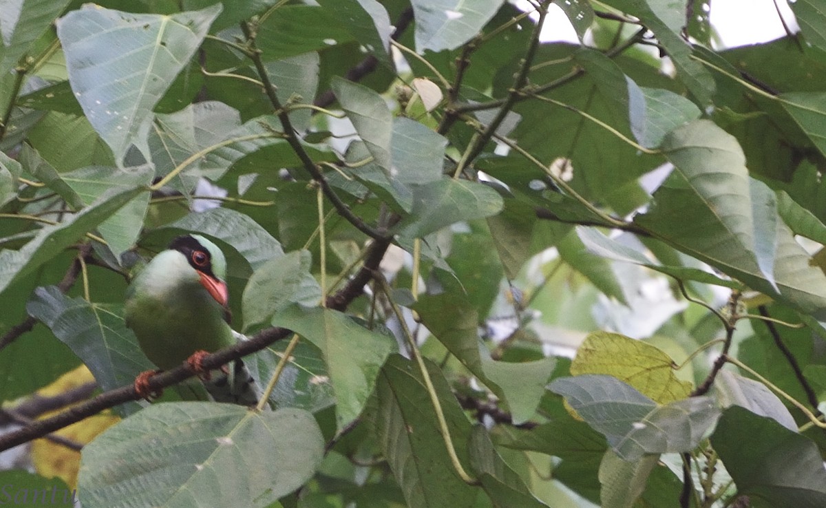 Common Green-Magpie - samarendra Chowdhury