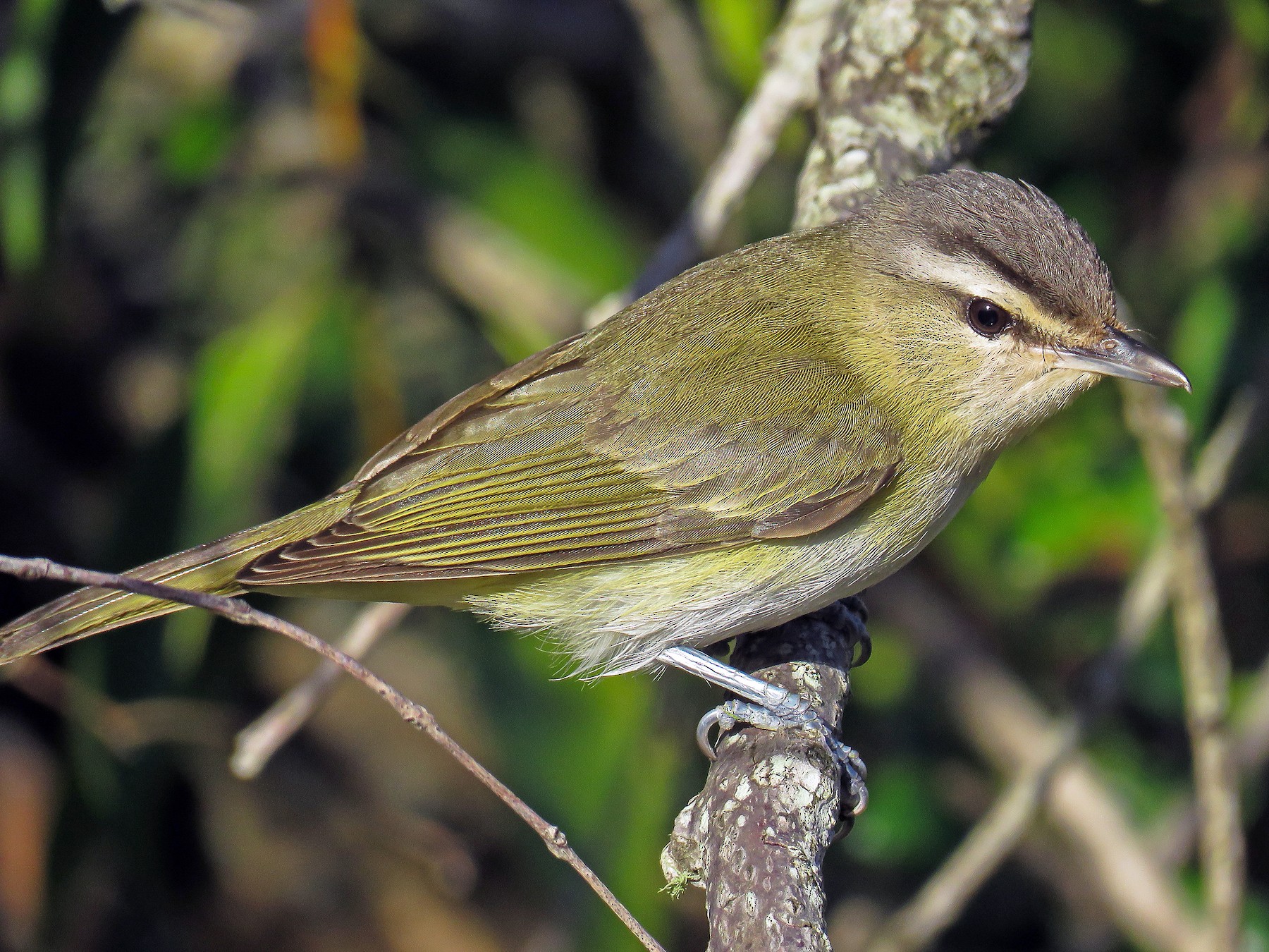 Chiví - eBird