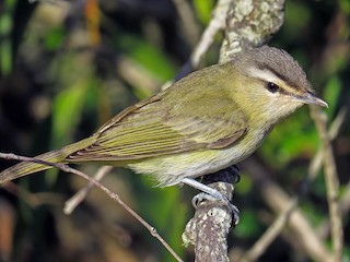  - Chivi Vireo (migratory)