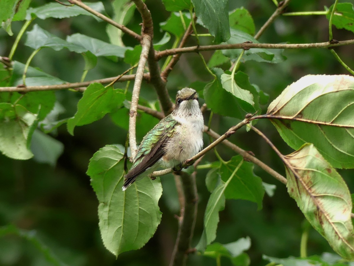 Ruby-throated Hummingbird - Cathy Pondelicek