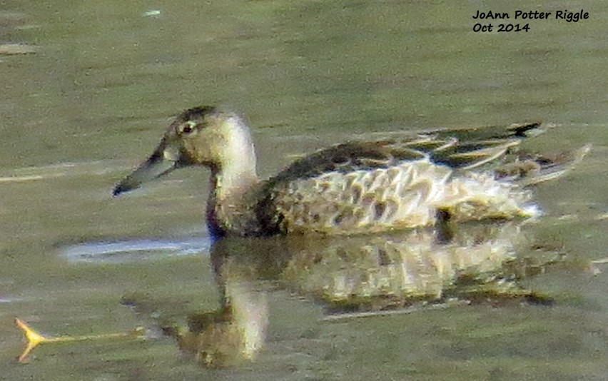 Blue-winged Teal - ML113825301