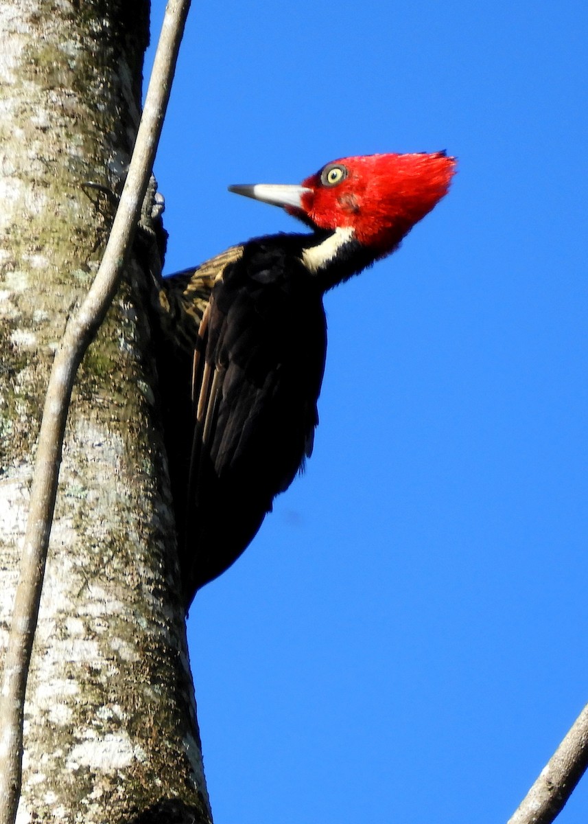 Pale-billed Woodpecker - ML113826781