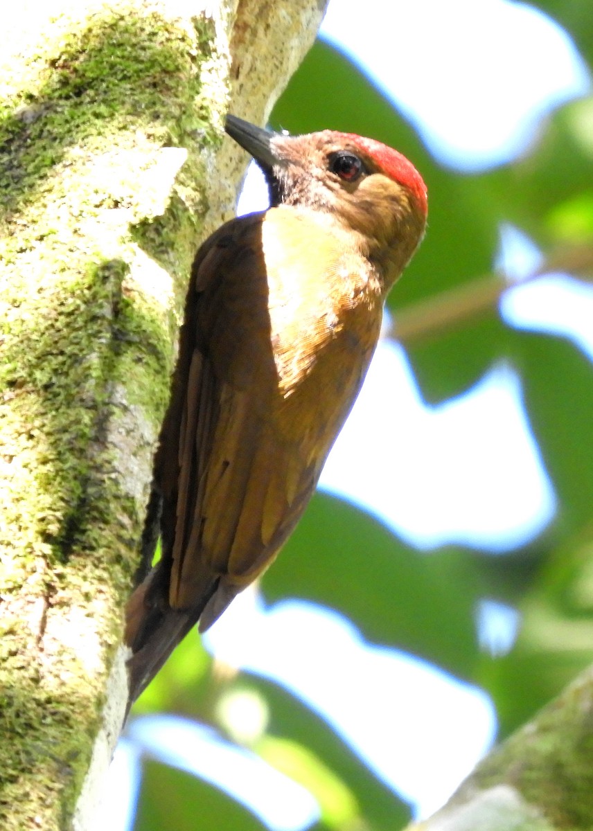 Smoky-brown Woodpecker - ML113827041