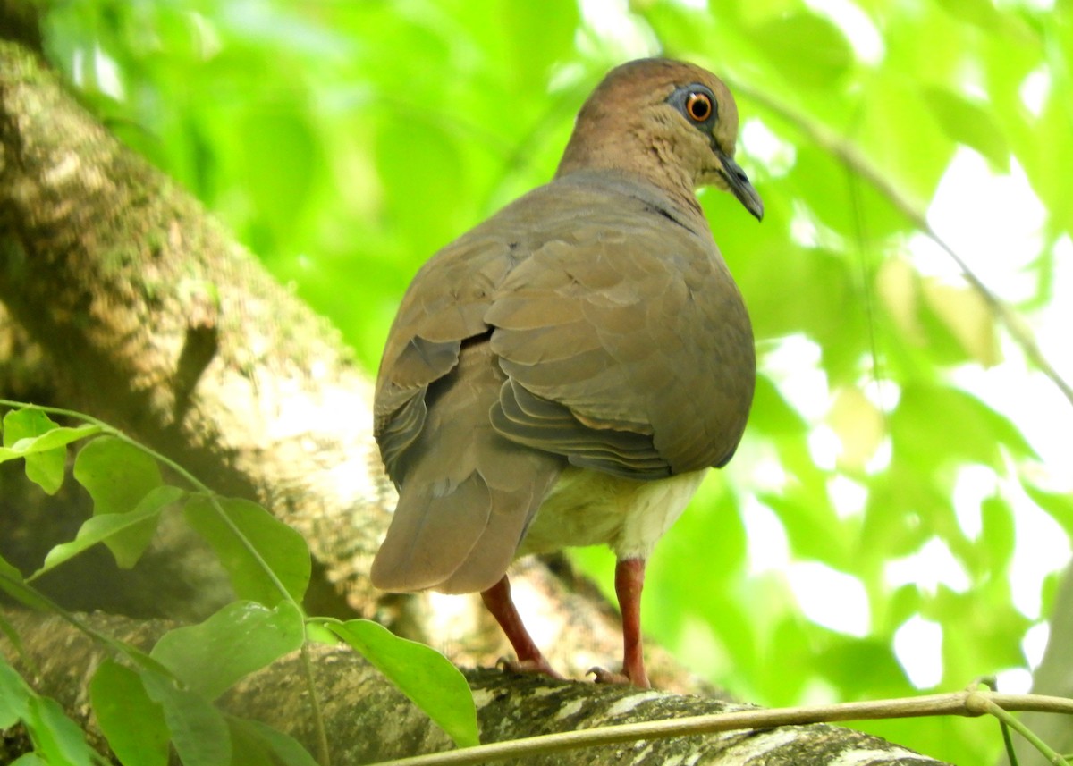 White-tipped Dove (White-tipped) - Mark Yoder