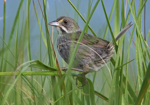 First Alternate Seaside Sparrow. - Seaside Sparrow - 