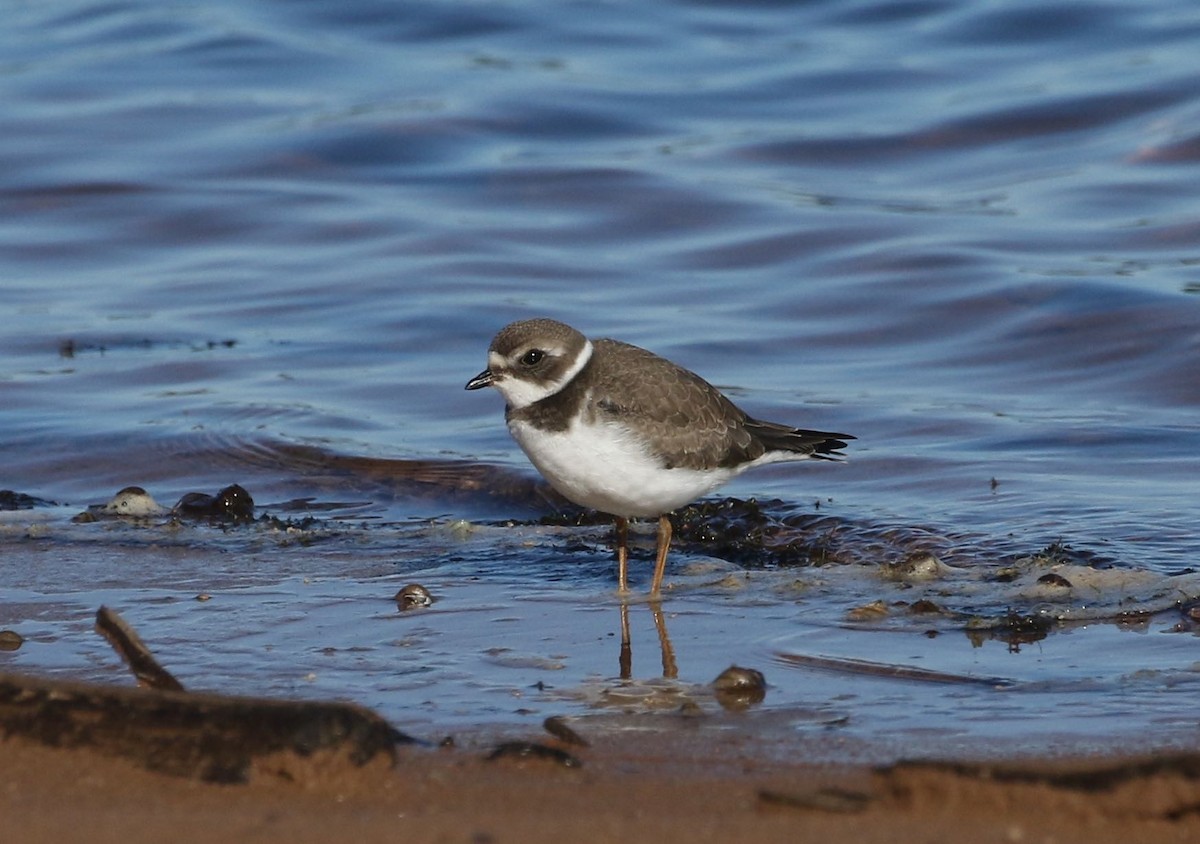 Semipalmated Plover - Mary Backus