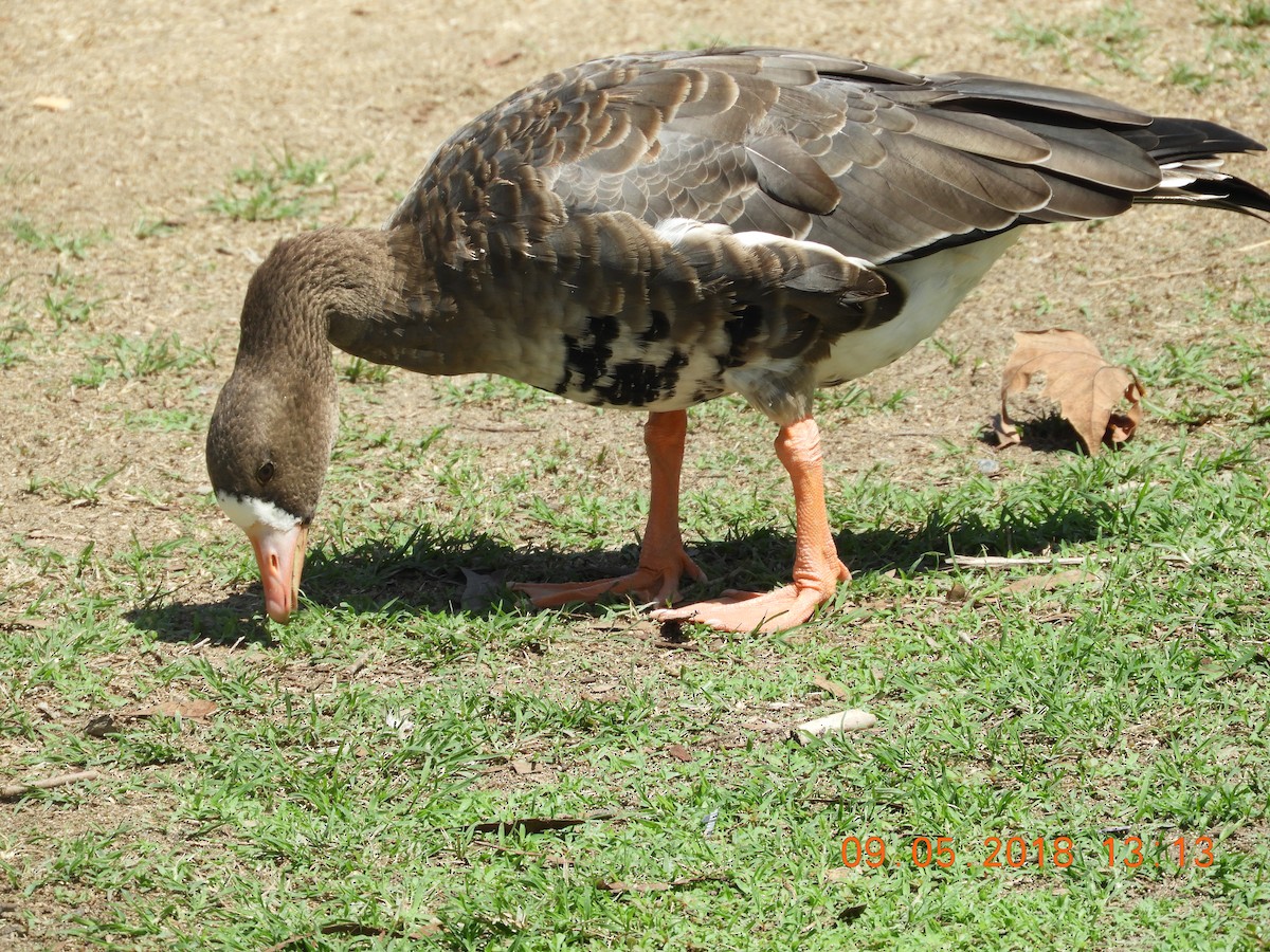 Greater White-fronted Goose - rick shearer
