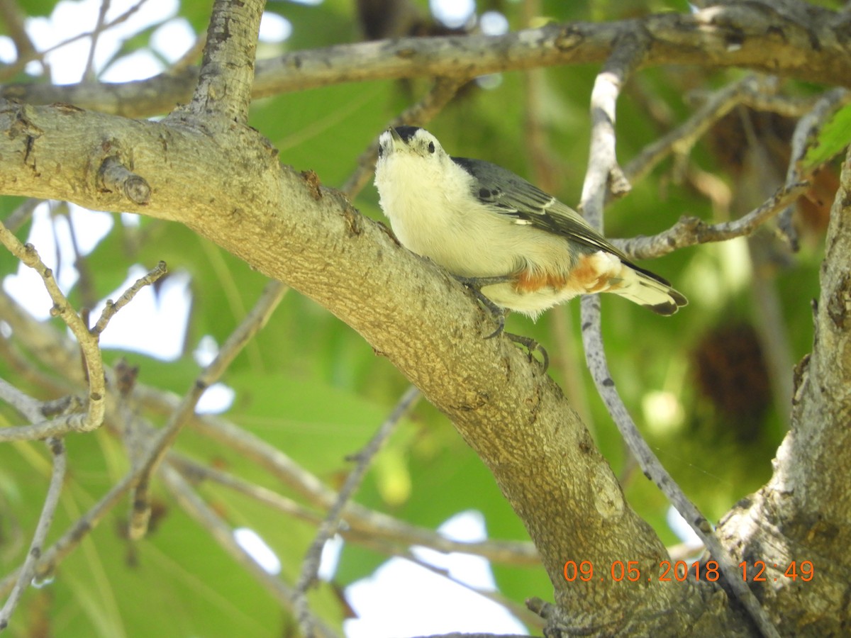 White-breasted Nuthatch - ML113832251