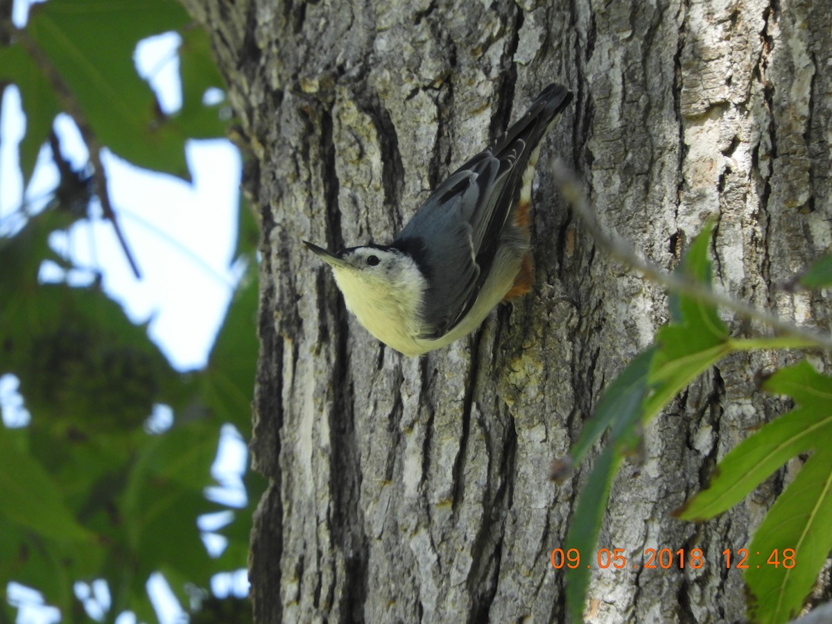 White-breasted Nuthatch - ML113832261
