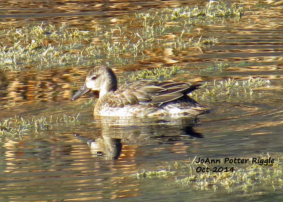 Blue-winged Teal - ML113833961