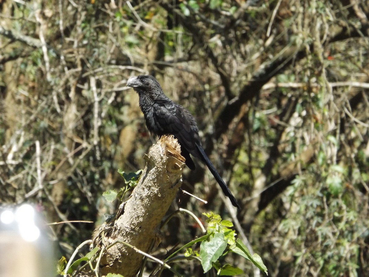 Smooth-billed Ani - Murilo Vicente