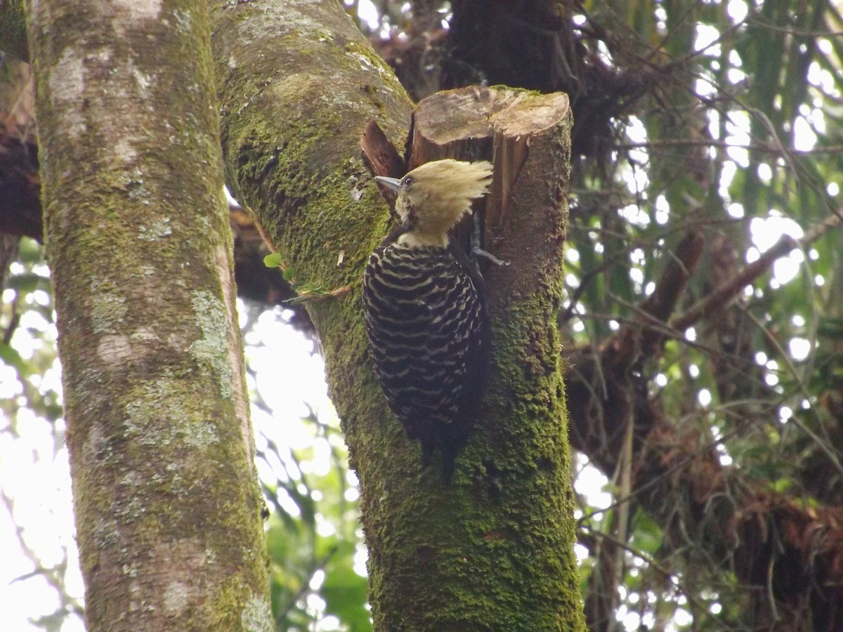 Blond-crested Woodpecker - Murilo Vicente