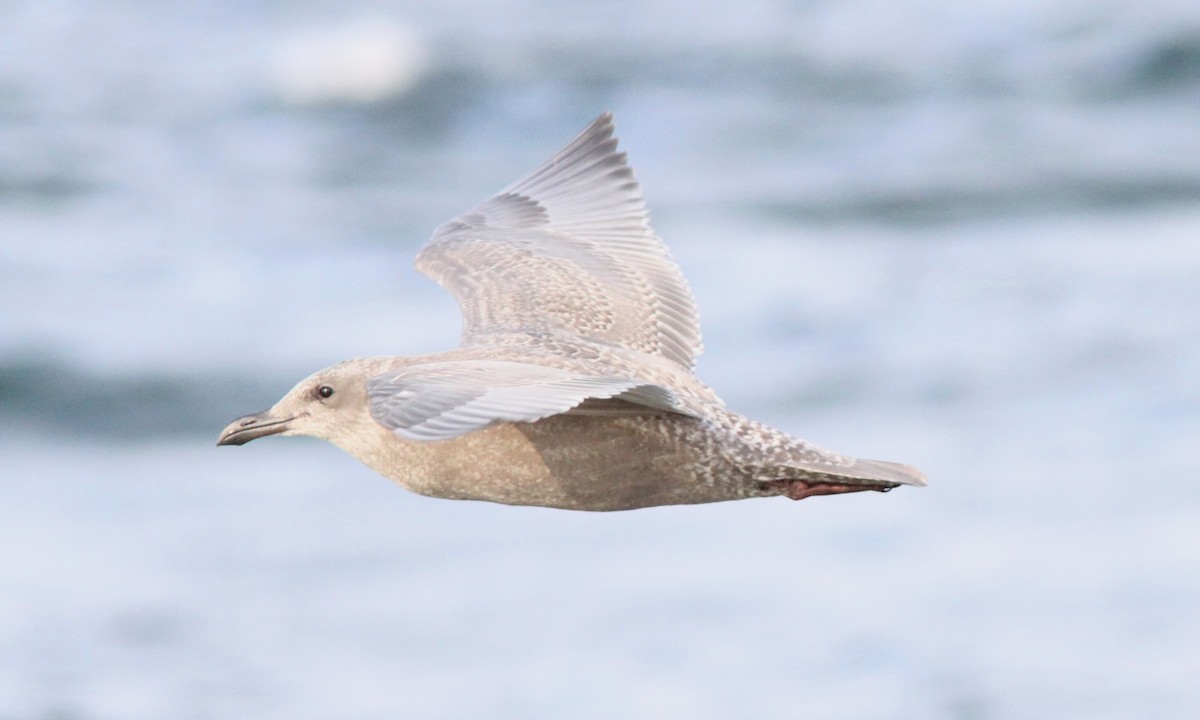 Glaucous-winged Gull - Sean Fitzgerald